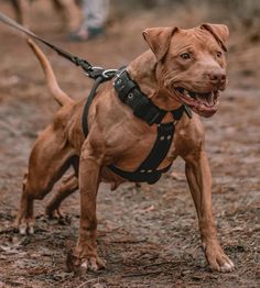 a brown dog wearing a leather harness