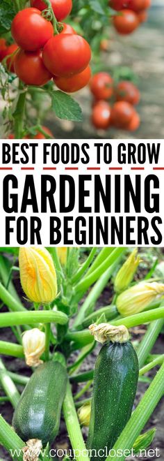 the best foods to grow in gardening for beginners, including zucchini and tomatoes