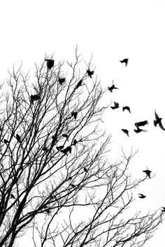 a flock of birds flying over a tree with no leaves on it's branches