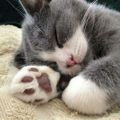 a gray and white cat sleeping on top of a blanket