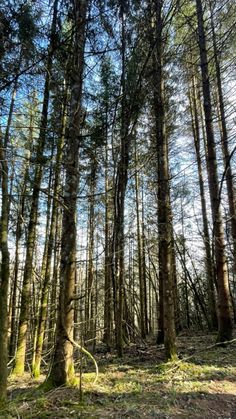 the sun shines through the tall trees in the woods on a sunny day photo