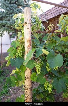 green grapes growing on the vine in front of a house