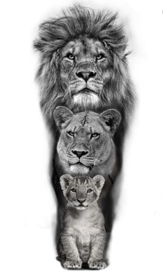 two lions and a kitten are shown in this black and white photo, with one lion looking at the camera