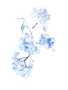 blue flowers on a white background with watercolor effect in the bottom right hand corner