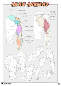 the anatomy of an arm and leg, with different muscles in each part of the body