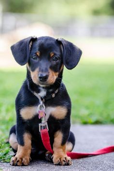 a small black and brown dog sitting on top of a grass covered park floor next to a red leash