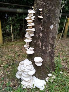 a group of mushrooms growing on the side of a tree