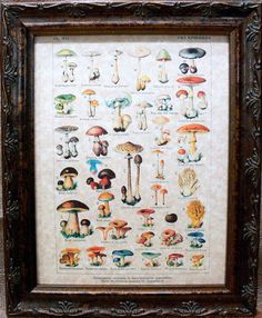 a painting with many different types of mushrooms on it's wall hanging in a wooden frame