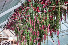 flowers hanging from the ceiling in a greenhouse