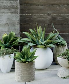 three white vases with green plants in them