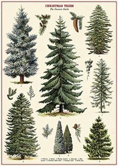 an illustration of different types of evergreens and pine trees, from the 19th century to the present day