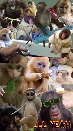 many different pictures of monkeys and other animals with caption that reads, all year