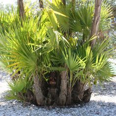 there is a potted plant in the middle of gravel