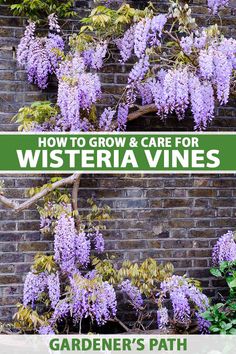 wisteria vines growing in front of a brick wall with the words how to grow and care for wisteria vines