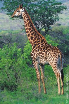 a giraffe standing in the middle of a field eating leaves from a tree