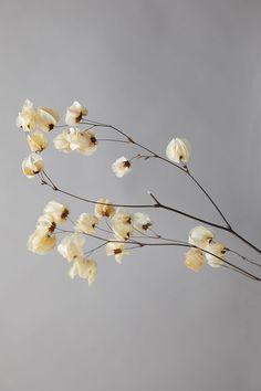 some white flowers are in the air on a gray background