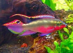 a red and blue fish in an aquarium next to some green plants on the rocks