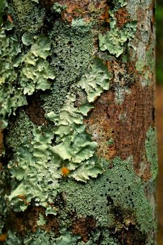 green moss growing on the bark of a tree