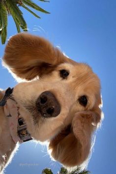 a dog is looking up at the camera with his nose hanging over another dog's head