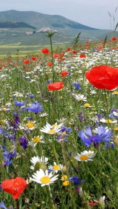 a field full of wildflowers and daisies with mountains in the background