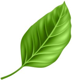 a green leaf on a white background