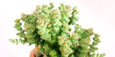 a small potted plant with tiny green flowers in it's center, on a white background