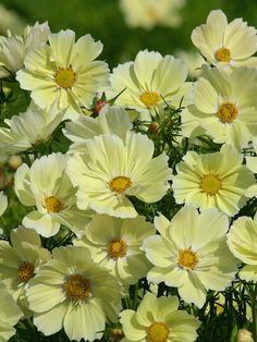 many white flowers with yellow centers in the grass