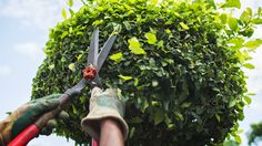 a pair of scissors are being used to trim a tree