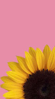 a yellow sunflower against a pink background