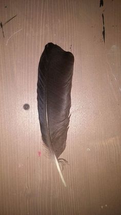 a black feather laying on top of a wooden floor