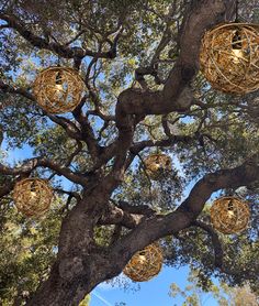 many gold balls are hanging from the branches of a large tree in front of a blue sky