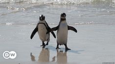 two penguins standing on the beach facing each other