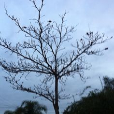 a tree with birds sitting on it in the middle of a cloudy blue sky at dusk