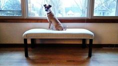 a small dog sitting on top of a bench in front of a window looking out