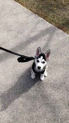 a small black and white dog with a leash attached to it's collar on the sidewalk