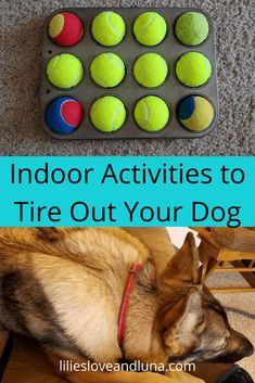 a dog laying on the floor next to a tray with tennis balls and a toy