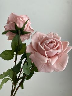 two pink roses with green leaves in a vase