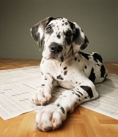 a black and white dalmatian dog laying on the floor