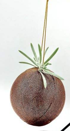 an air plant hanging from the side of a round object