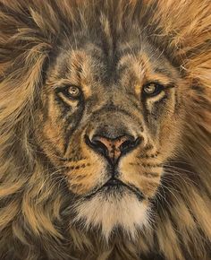 a painting of a lion's face with long manes and brown eyes is shown