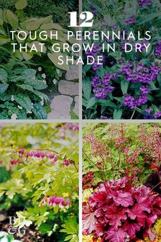 four different types of flowers and plants with the title 12 tough perennials that grown in dry shade