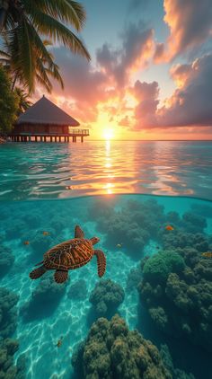 a turtle swimming in the ocean at sunset with a pier in the background and corals on the water