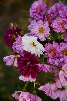 purple and white flowers are in a vase