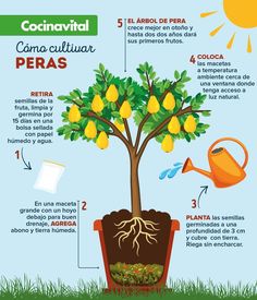 a tree with lemons growing out of it and the words, cocinativl con