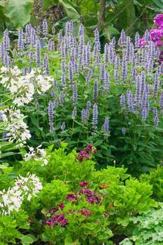 some purple and white flowers in the grass