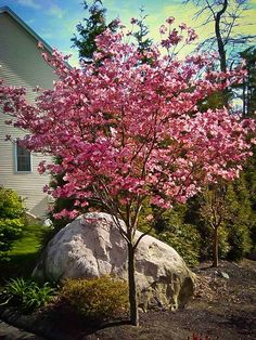 a pink tree in front of a house with rocks and bushes around it on a sunny day