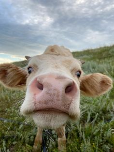 a brown and white cow standing on top of a lush green field