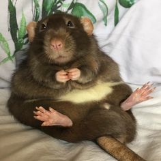 a brown rat sitting on top of a bed next to a white pillow and green leaves