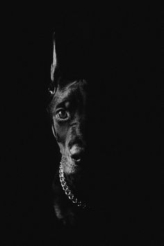 black and white photo of a dog in the dark with its head turned to the side