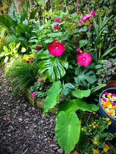 a garden filled with lots of different types of flowers